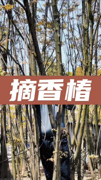 香椿雞蛋有，就缺二兩酒！
